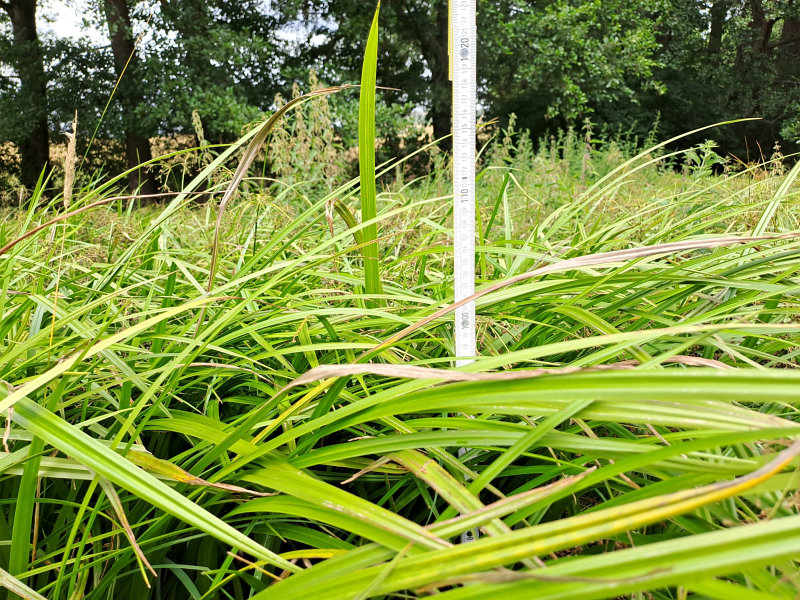 Wald-Simse_002_klein.jpg