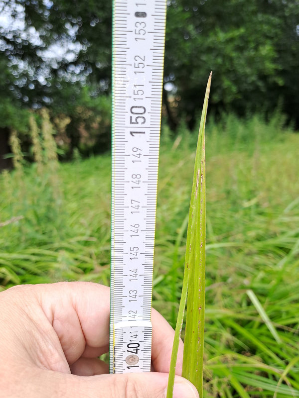 Wald-Simse_003_klein.jpg