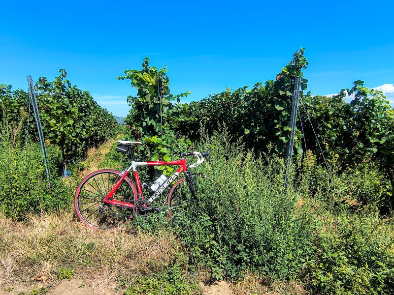 IMG-Tuniberg_hoehenweg.jpg
