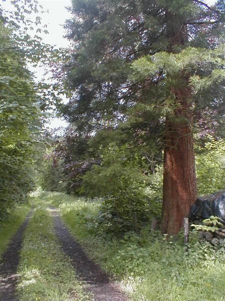 Sequoia, Smart 004 (Medium).jpg