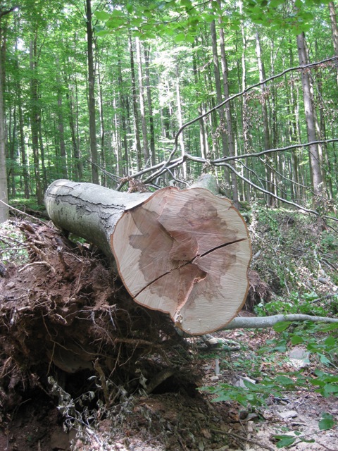 nach langer überlegung habe ich ihn doch in der höhe abeschnitten, wollte ihn von der eiche runderziehen  ging aber nichts.jpg