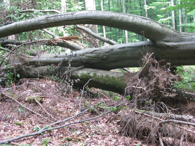 krone hat noch eine eiche und ne buche mitgenommen.jpg