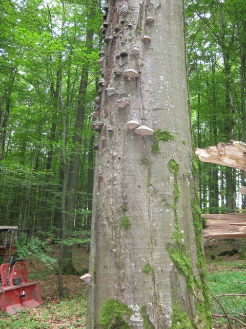 das stück steht immer noch.jpg