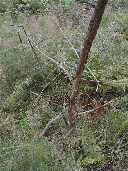 Fegeschaden Douglasie (Medium).JPG