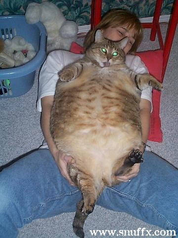 ultra_fette_katze.jpg