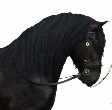 Tombridle.jpg