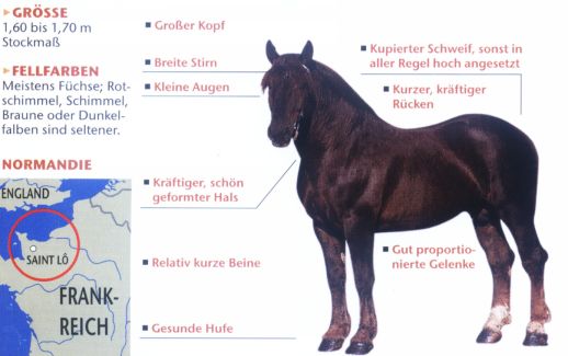Normannischer_Cob_Merkmale.jpg
