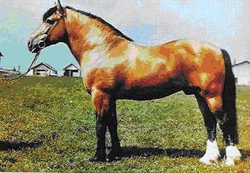 russisches kaltblut.jpg