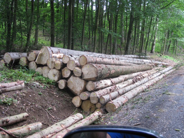 holz 7.9 012.jpg