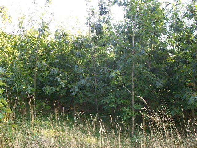 Wald 1+2 006 (2) (1).jpg