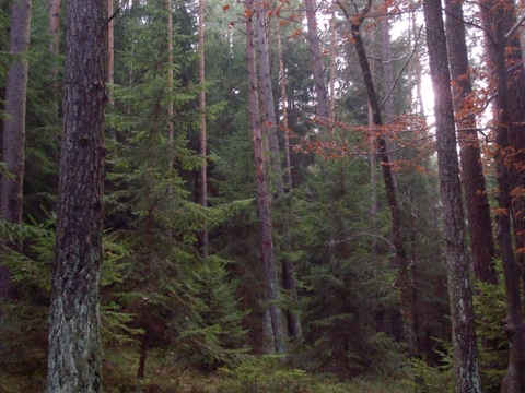 kuzr mal ne Kiefer 001.JPG