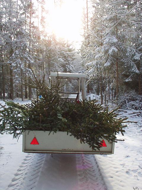 Christbaum_holen.JPG