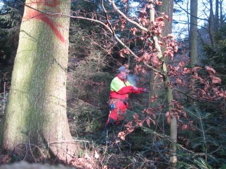 Bei der Hiebsvorbereitung.JPG