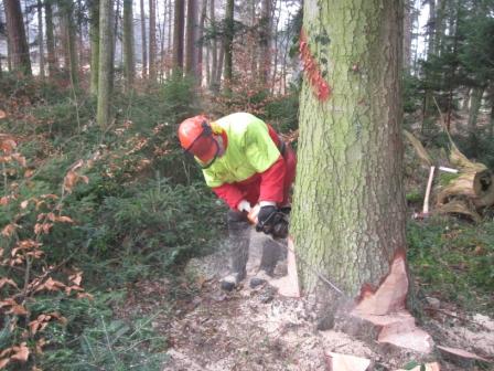 Richtiger Faellkerb ist richtige Richtung.JPG