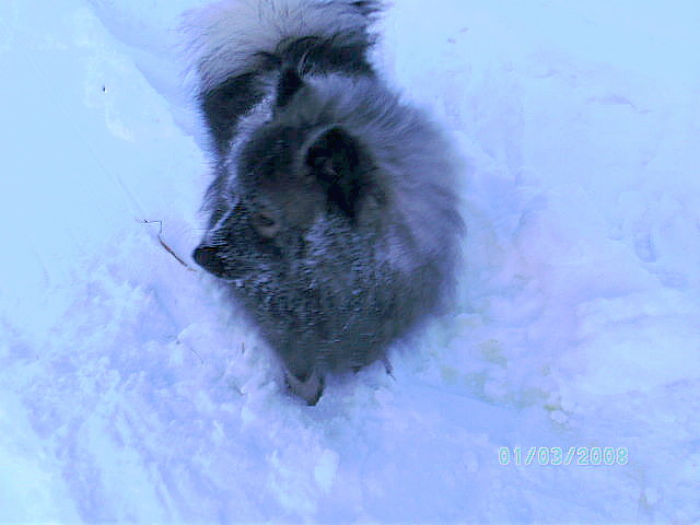 Silvester 09 u. winterlich 026.jpg