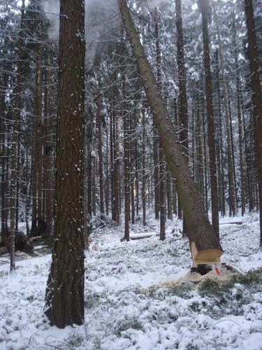 0301Baumfällt2.jpg