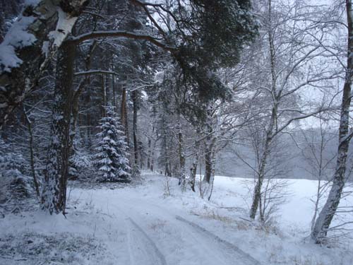 0301Winterwald.jpg
