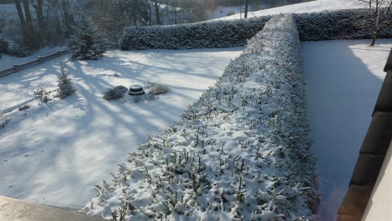 Fichtenhecke (Medium).JPG