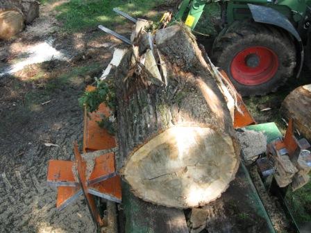 Pappel, DM 1,38 m!.JPG