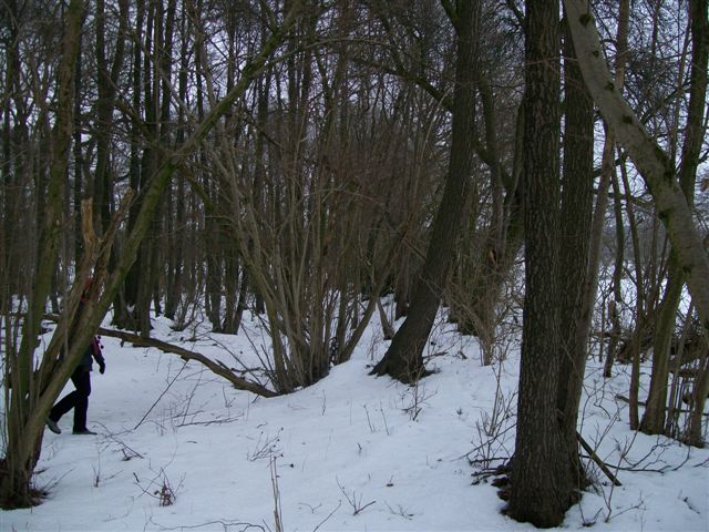 Wald im Brook 002.jpg