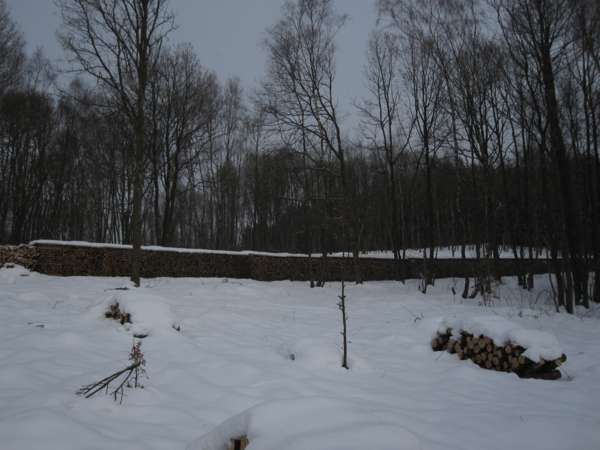 Wald 13.2.10 002_600x450.jpg