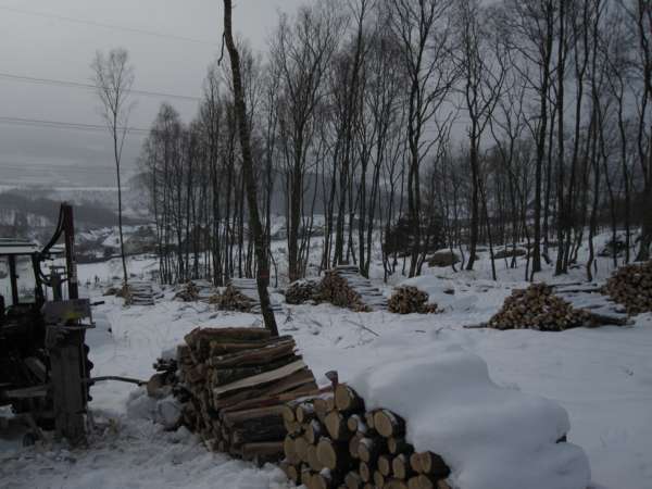 Wald 13.2.10 009_600x450.jpg