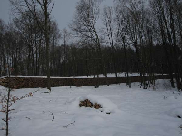 Wald 13.2.10 011_600x450.jpg