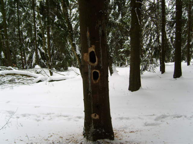 Winter 2010 018.jpg