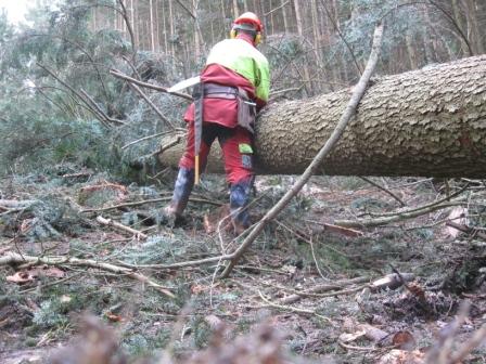 Tom beim Entasten.k.JPG