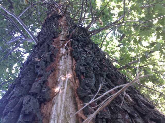 BlitzBremers (3).jpg