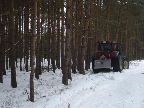 Kieferwaldumbau1.jpg