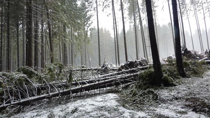 P1040439(Large) (Medium).JPG