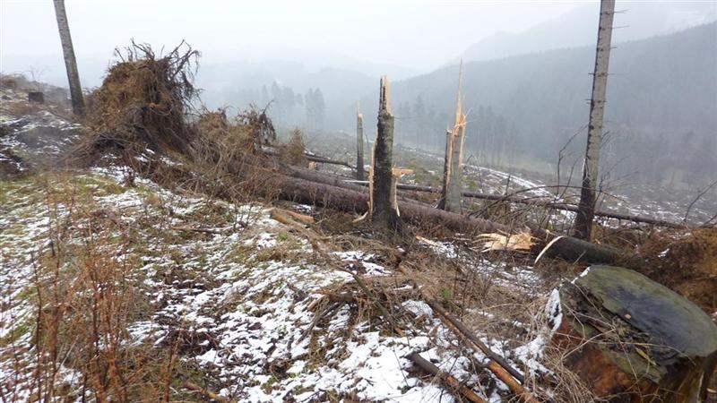 P1040432 (Large) (Medium).JPG