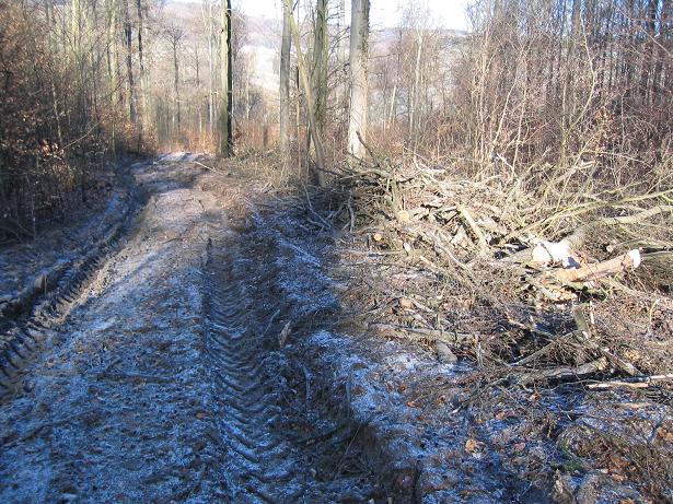 Rückegasse runter.JPG