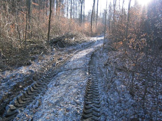 Rückegasse hoch.JPG