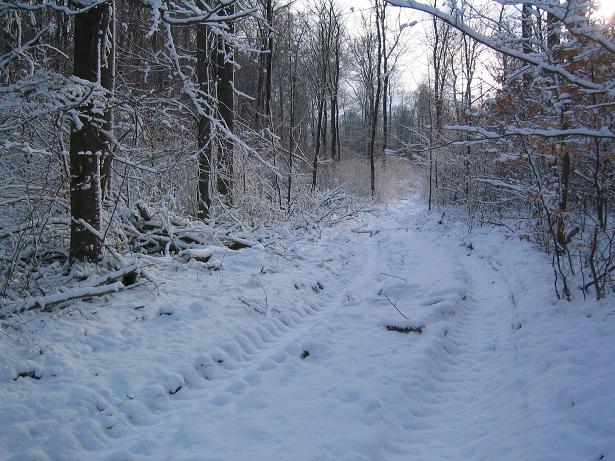 Rückegasse heute.JPG