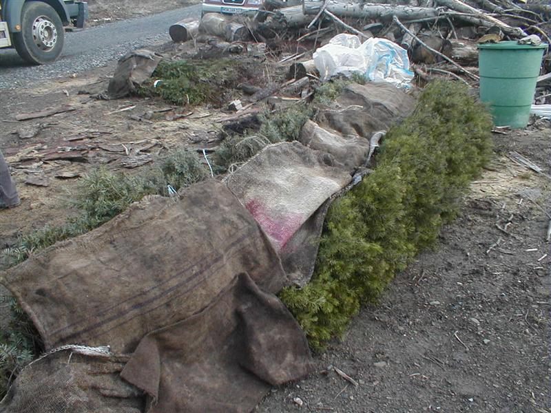 Abdecken plus feucht halten.jpg