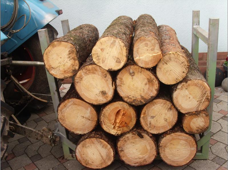 Rückebock mit Kiefern.jpg