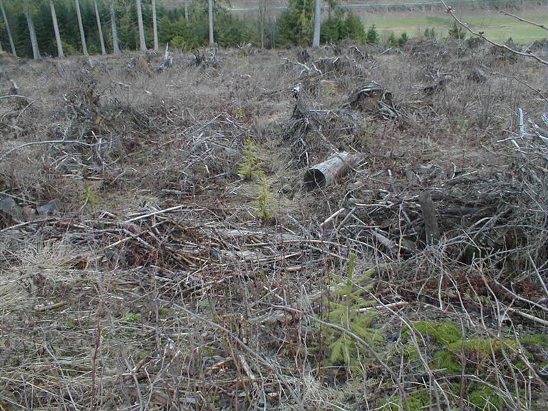 Fichte und Douglasie wechselweise (Medium).JPG