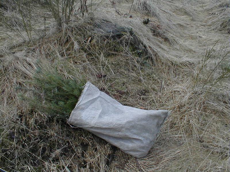 Pflanzensack zum Schutz gegen Trocknungsschäden (Medium).JPG