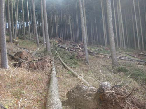 Wald Popp 2.jpg