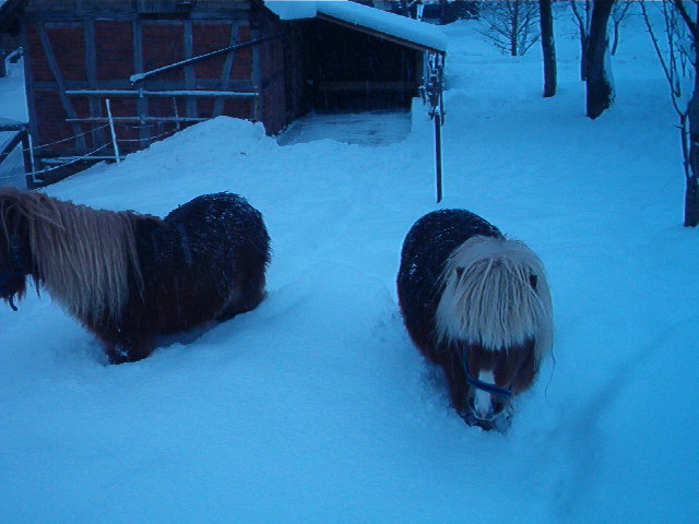 schnee januar 2010 029.jpg