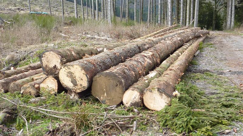 P1040569 (Medium).JPG