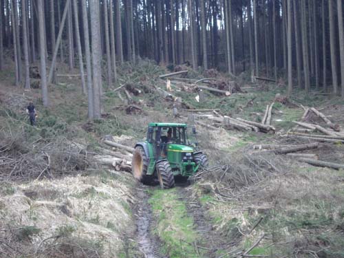 Wald Popp 5.jpg