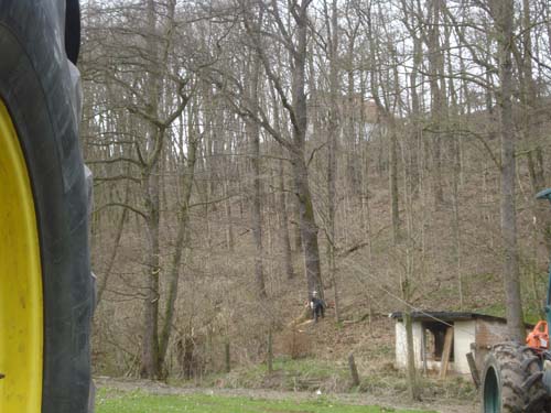 Eiche für Event 2.jpg