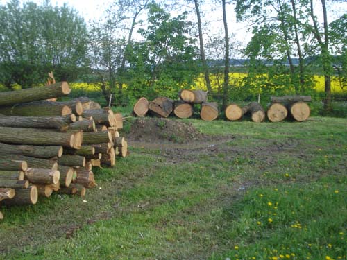 Eiche fuers Event.jpg