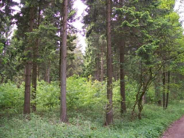 Wald adW 002 (2).jpg