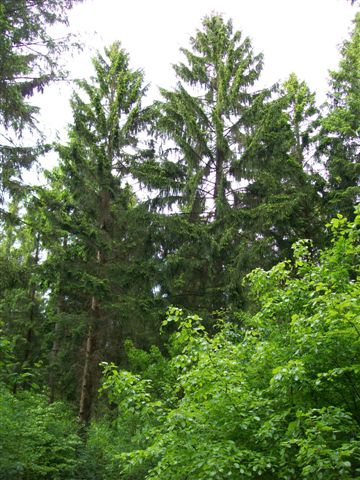 Wald adW 004 (2).jpg