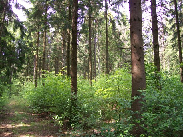 Wald adW 005 (2).jpg