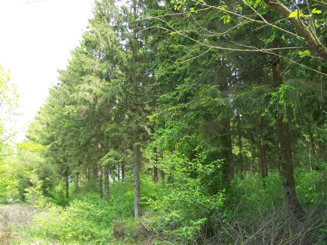 Wald adW 006 (2).jpg